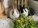 Kaninchen