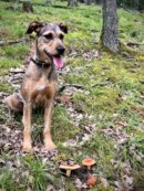 Hund